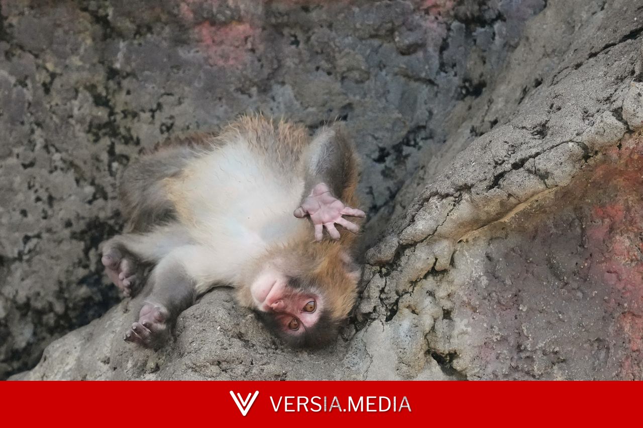 Sensação na internet, macaco Punch comemora seu 1º aniversário e ganha centenas de cartões; FOTOS