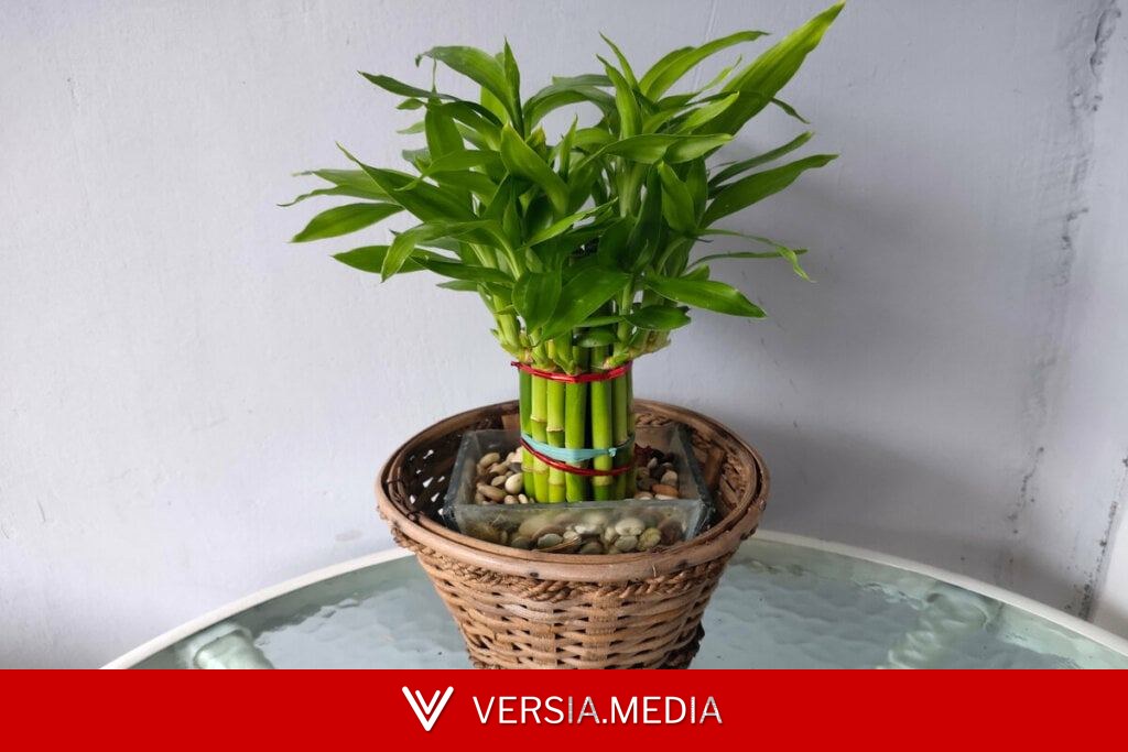 Bambu-da-sorte: saiba como utilizar a planta para atrair boas energias