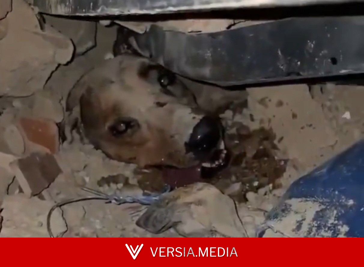 VÍDEO: Cachorro é resgatado em meio aos escombros após terremoto na Venezuela