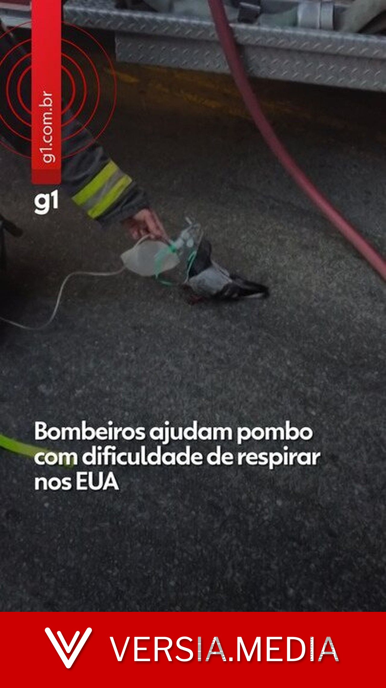 VÍDEO: Bombeiros levam oxigênio a pombo que passou mal por inalar fumaça nos EUA