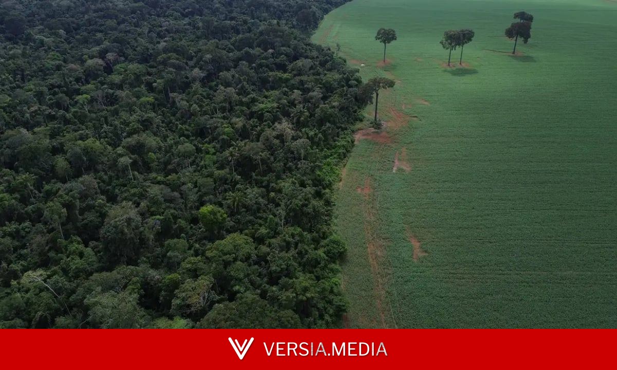 BNDES busca mobilizar até R$ 6 bi para mercado de crédito de carbono
