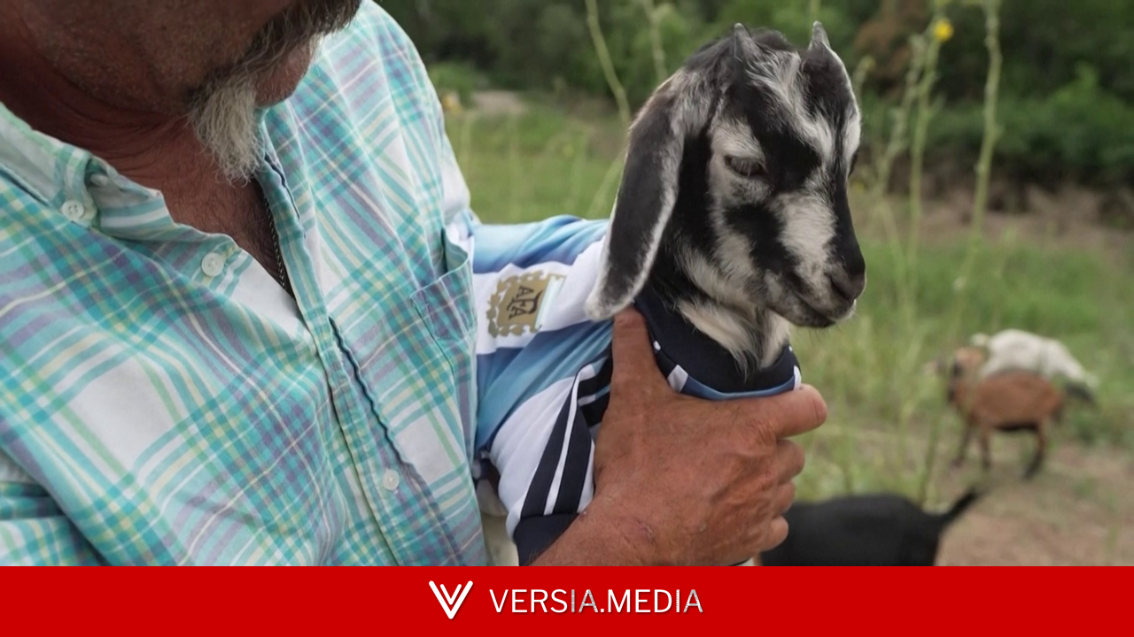 Messi, o melhor de todos os tempos? No futebol, talvez... em Kansas City, ele come grama; conheça o cabrito que ganhou nome do argentino