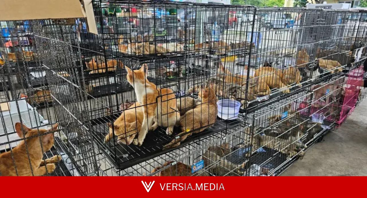 Rede que roubava gatos para consumo humano é desmantelada no Vietnã e centenas de animais são salvos