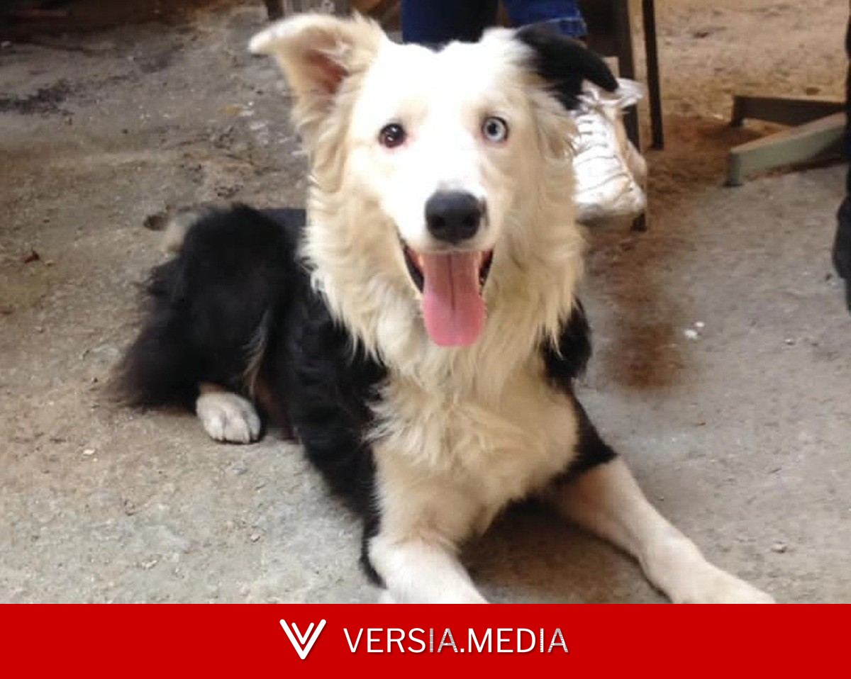 'Tsunami': conheça o cão que saiu das ruas e virou herói ao resgatar vítimas de terremoto na Venezuela