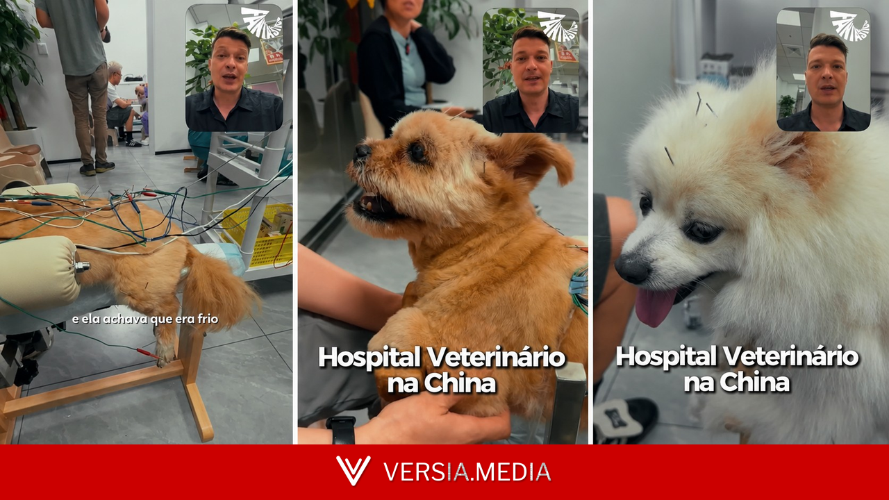 Na China, gato faz acupuntura após cair do 20º andar e perder movimentos; veja usos de medicina tradicional chinesa em pets