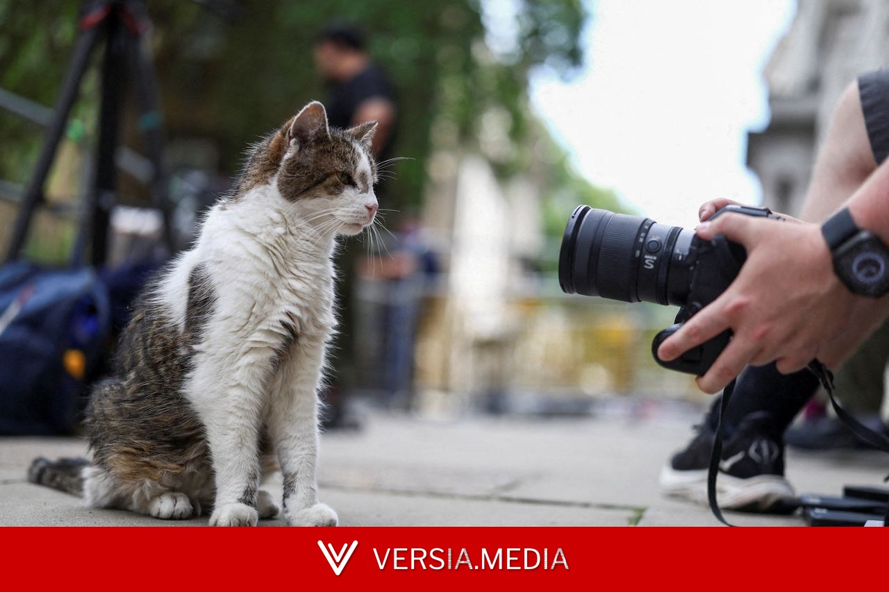 Larry, gato oficial da residência do premiê do Reino Unido, já é recordista de tutores no cargo; conheça o 'primeiro-felino'