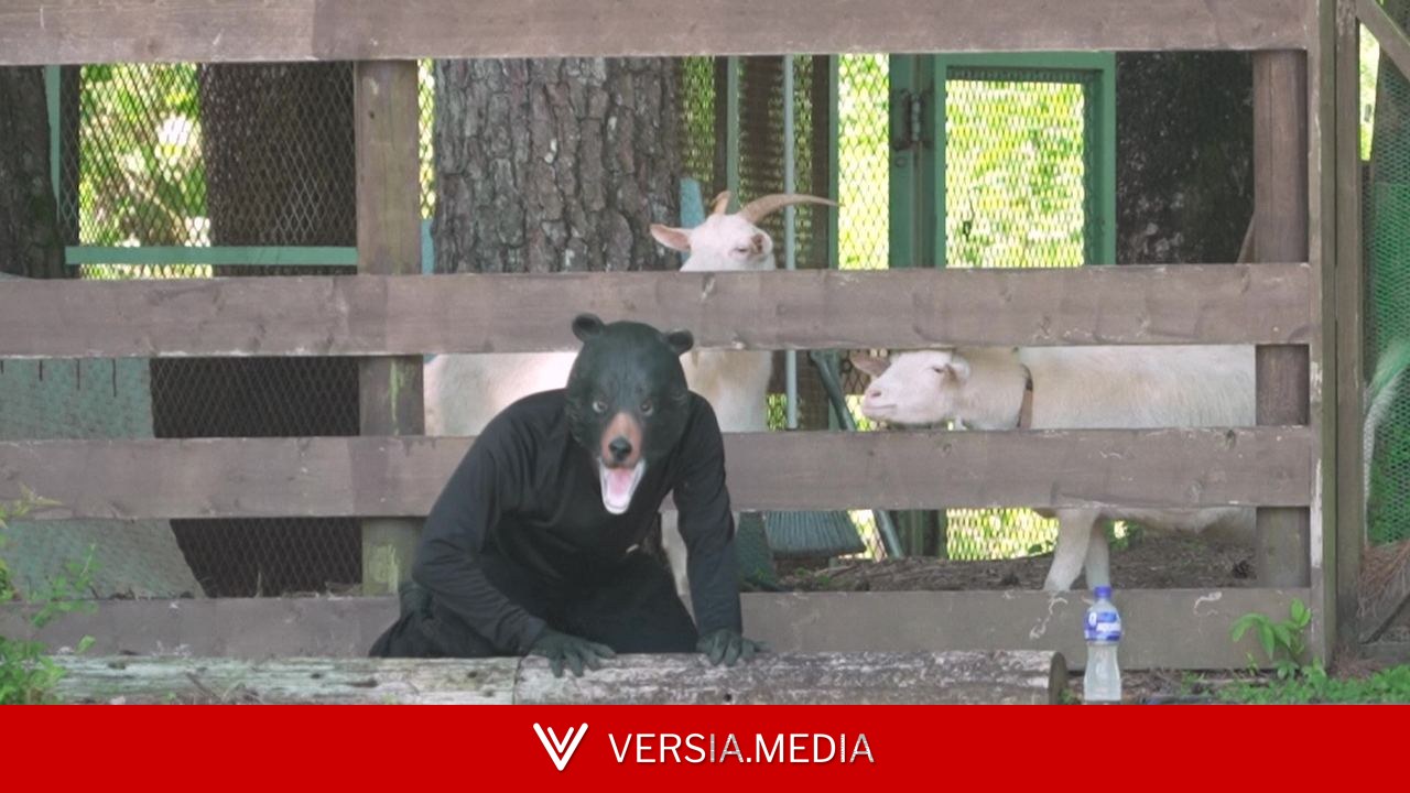 VÍDEO: Homem se veste de urso em simulação de cidade japonesa para prevenir ataques